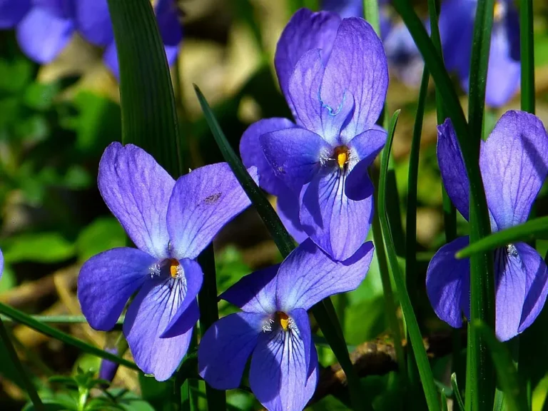 Violet flower